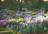 Pennsylvania Horticultural Society – Philadelphia Garden Photographs, 1900-1940: 2. John C. Wister Collection